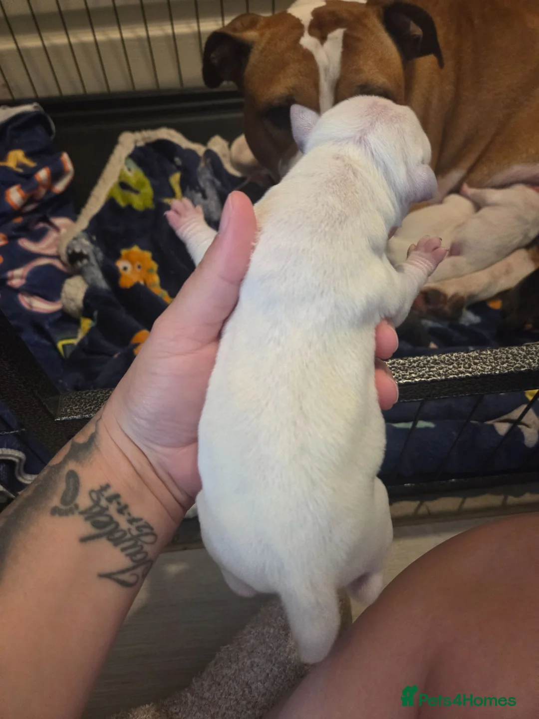 Mixed Breed dogs for sale: American bulldog x staffy  - Advert 15