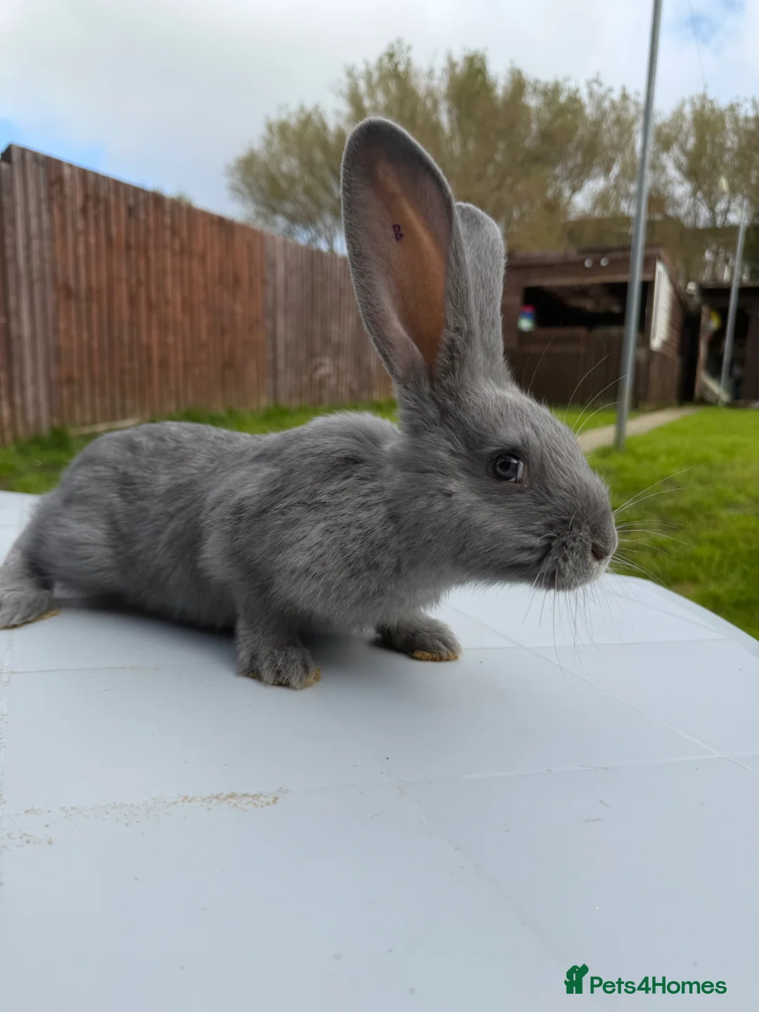 Continental Giant rabbits for sale: Giant continentals - Advert 1