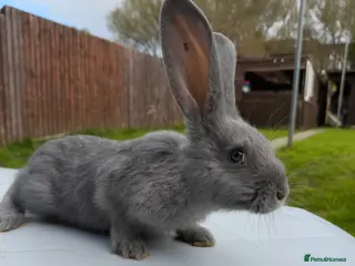 Continental Giant rabbits Giant continentals - Advert 4