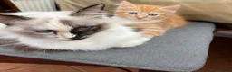Mixed Breed cats for sale: Beautiful male half-Ragdoll kitten - Advert 13