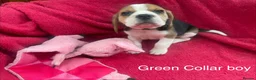 Beagle dogs for sale: Beautiful Beagle puppies for sale - Advert 9