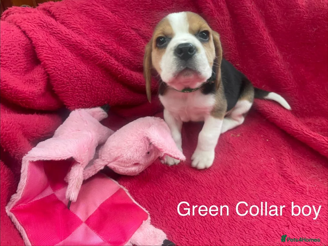 Beagle dogs for sale: Beautiful Beagle puppies for sale - Advert 9
