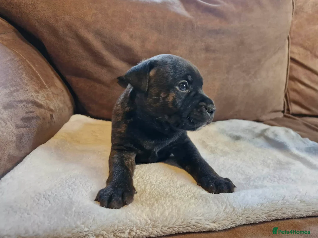 Staffordshire Bull Terrier dogs for sale: Staffordshire bull terrier puppies - Advert 2