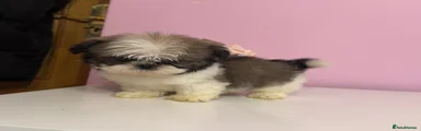 Shih Tzu Puppy 2