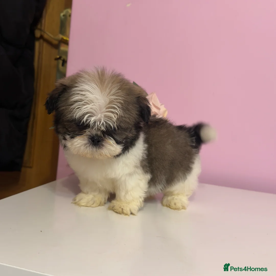 Shih Tzu dogs for sale: 4 males puppies  - Advert 1