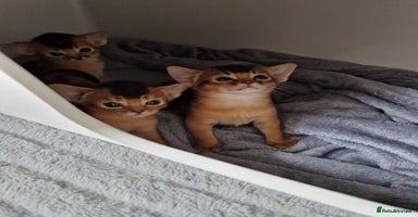 Abyssinian cats - Advert 7