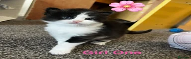 Mixed Breed Kitten 2