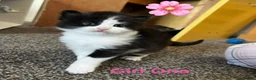 Mixed Breed cats for sale: Adorable Kittens  in Cumnock - Advert 2