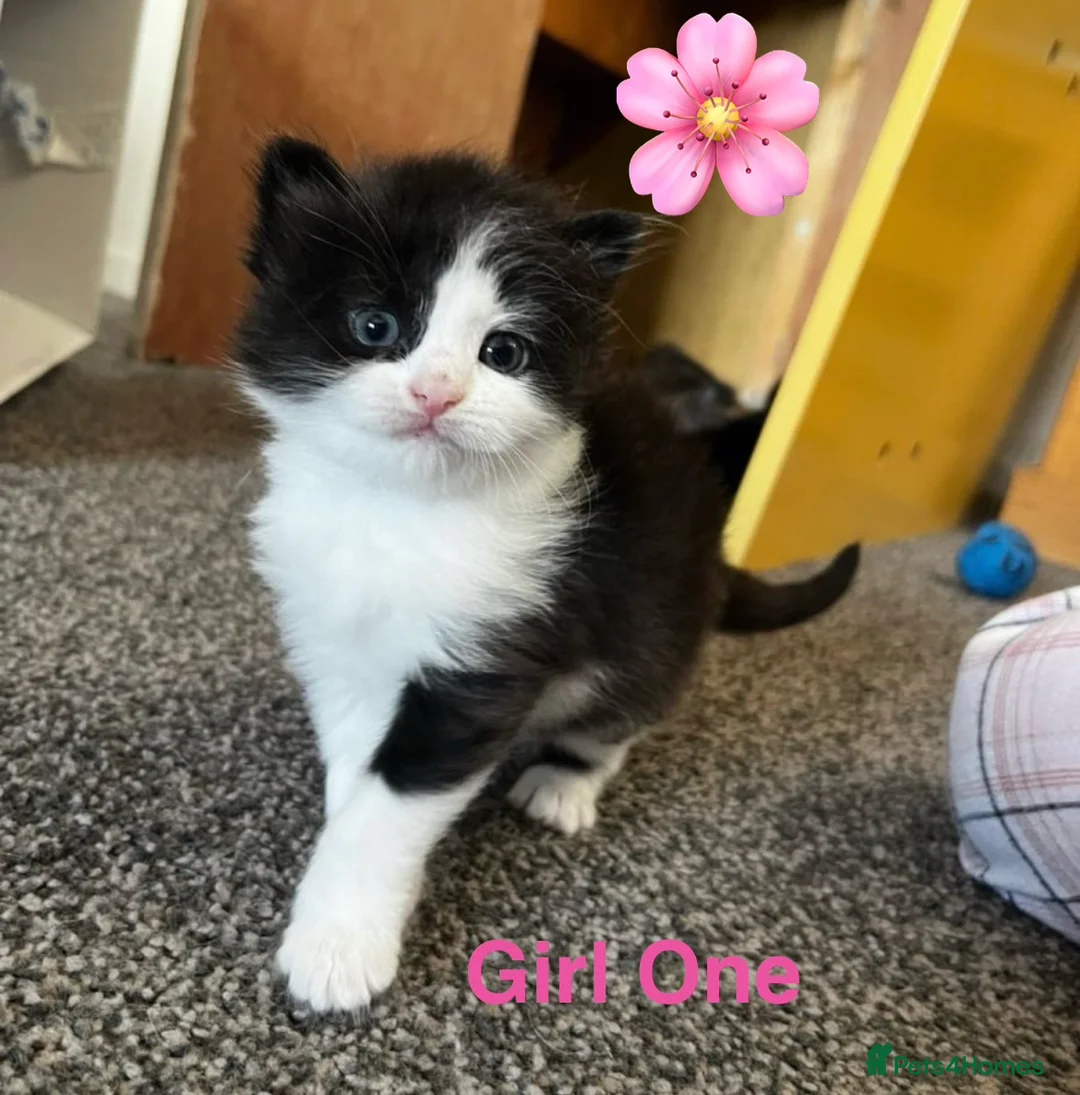 Mixed Breed cats for sale: Adorable Kittens  in Cumnock - Advert 2