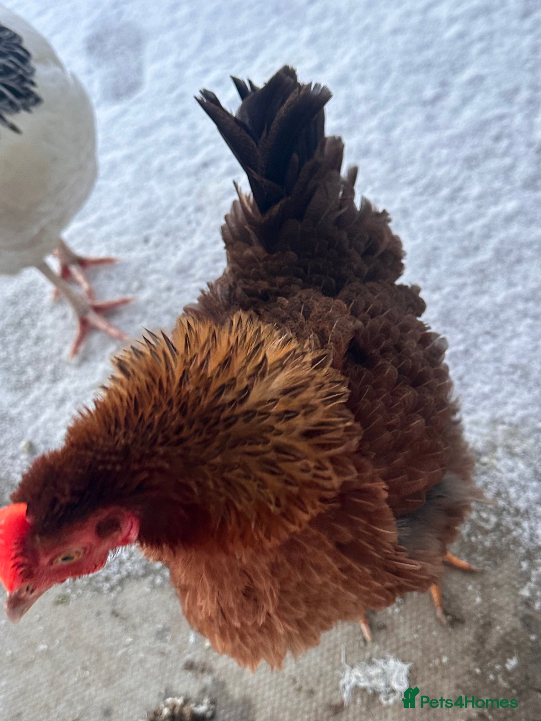 Chickens poultry for sale: Two Hens for Rehoming – Very Friendly - Advert 12