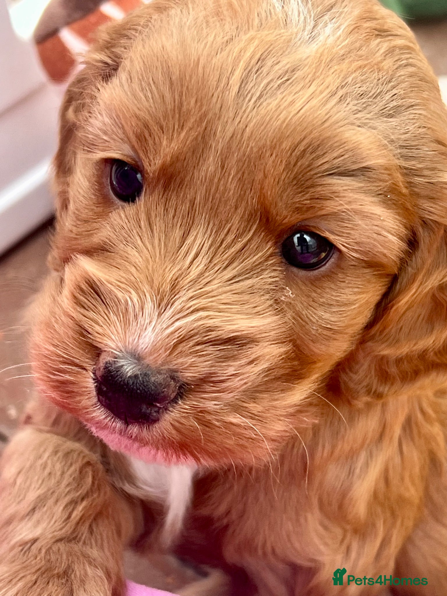 Cockapoo dogs ⭐️Fabulous show type Cockapoo Puppies⭐️ - Advert 1