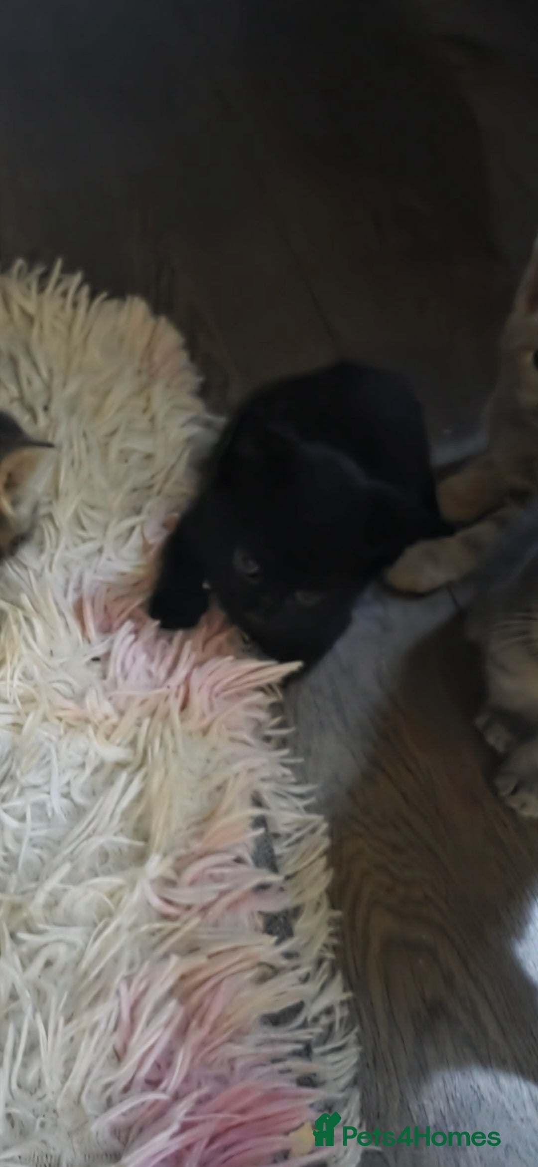 Mixed Breed cats for sale: Kittens ready ready ad - Advert 3