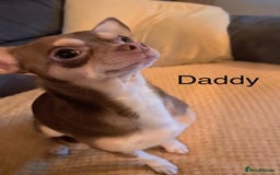 Chihuahua dogs for sale: Chihuahua puppy boy  - Image 6
