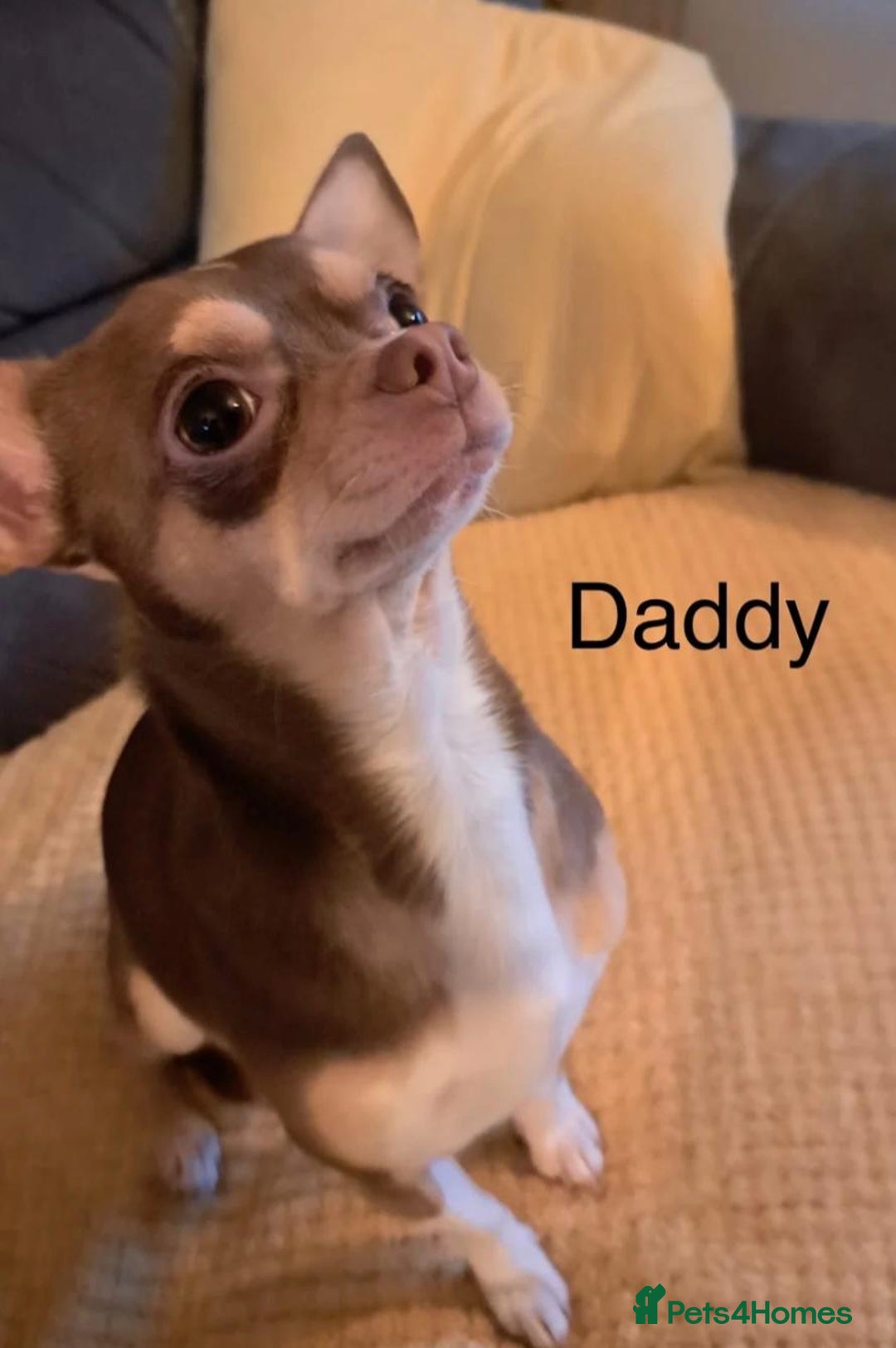 Chihuahua dogs for sale: Chihuahua puppy boy  - Image 6