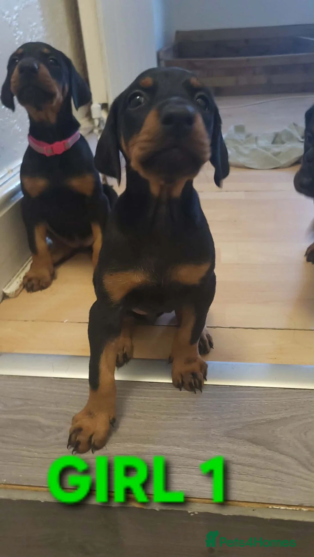 Dobermann dogs for sale: EU IMPORTED BLOODLINE DOBERMAN PUPPIES - Advert 2