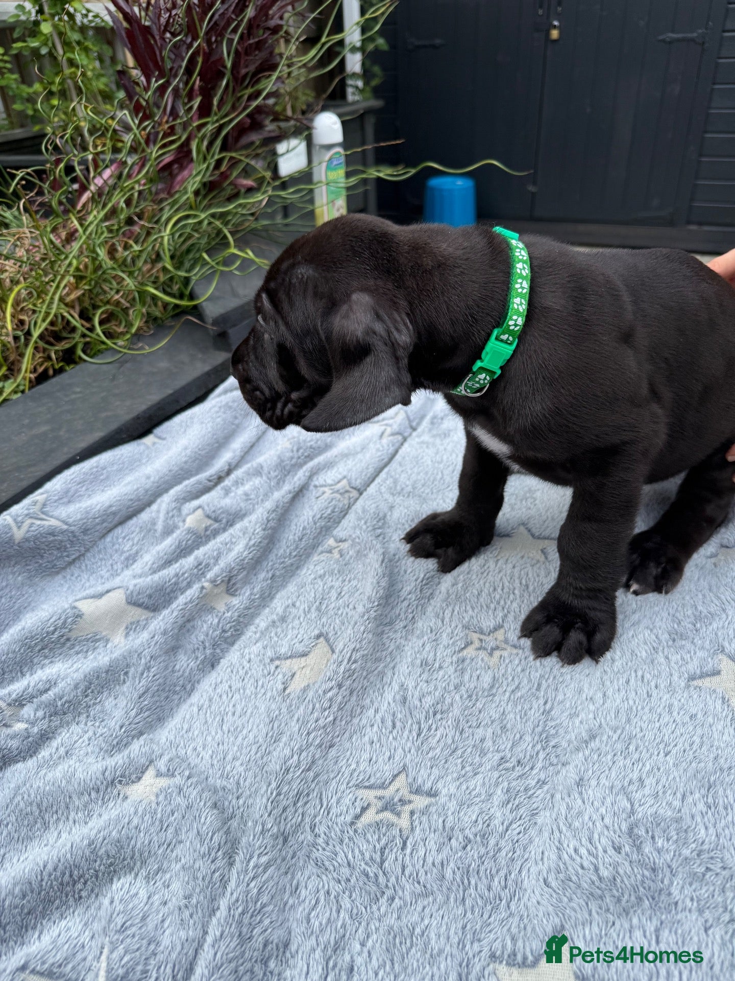 Great Dane dogs Last female Great Dane pup - Advert 4