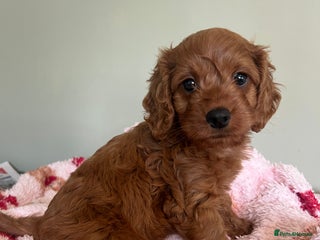 Cockapoo dogs - Advert 14