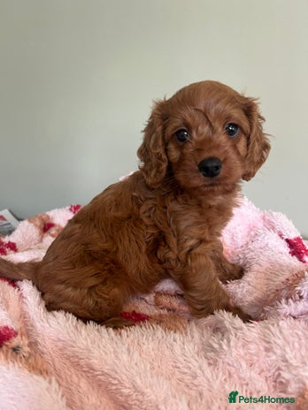 Cockapoo dogs - Advert 16