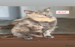 British Shorthair cats for sale: Kid & Baby Kid need a home, British shorthairs  - Image 2