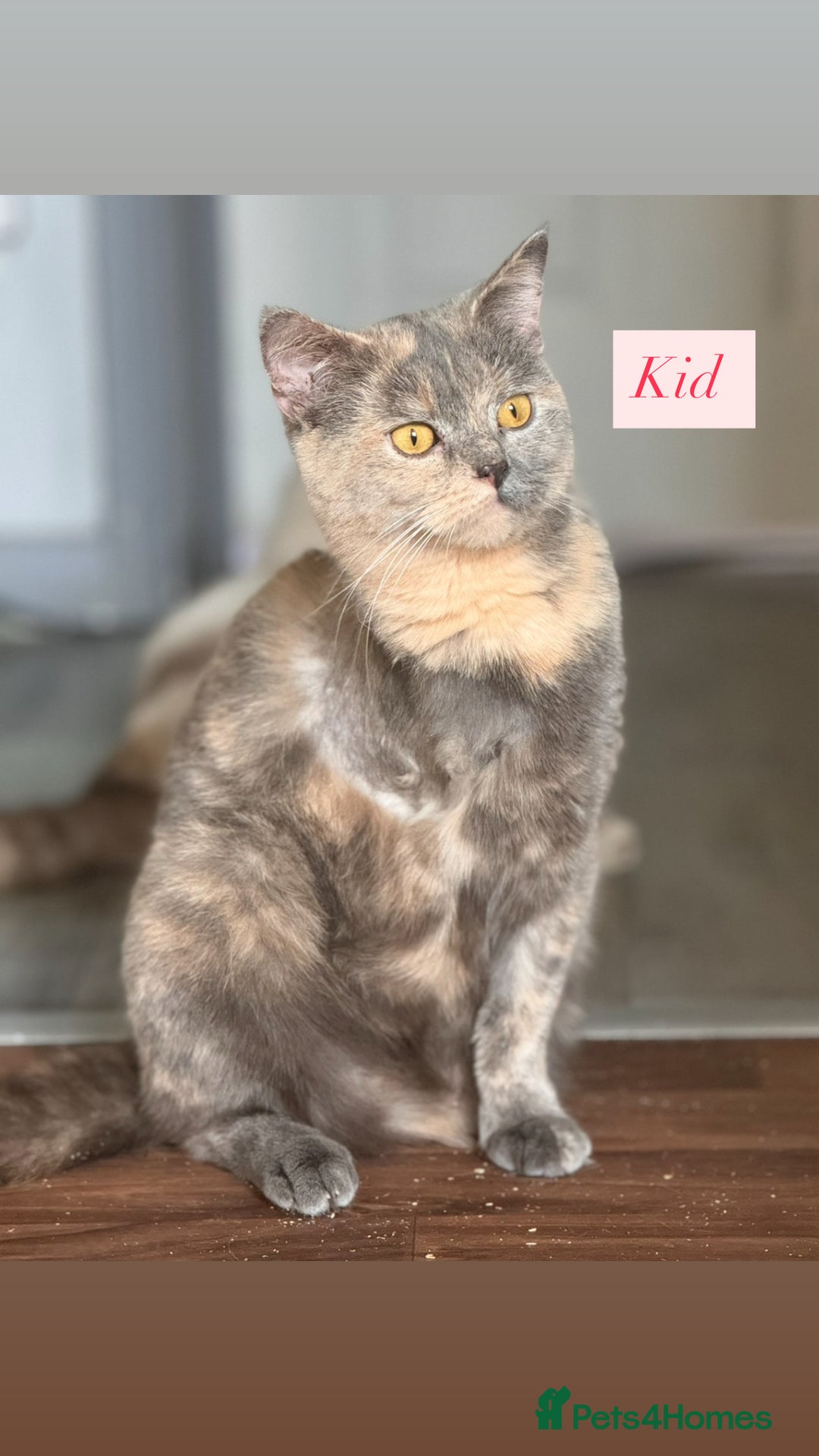 British Shorthair cats for sale: Kid & Baby Kid need a home, British shorthairs  - Image 2