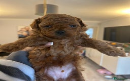 Toy Poodle dogs for sale: Tiny Asian Toy Poodle girl  - Image 3