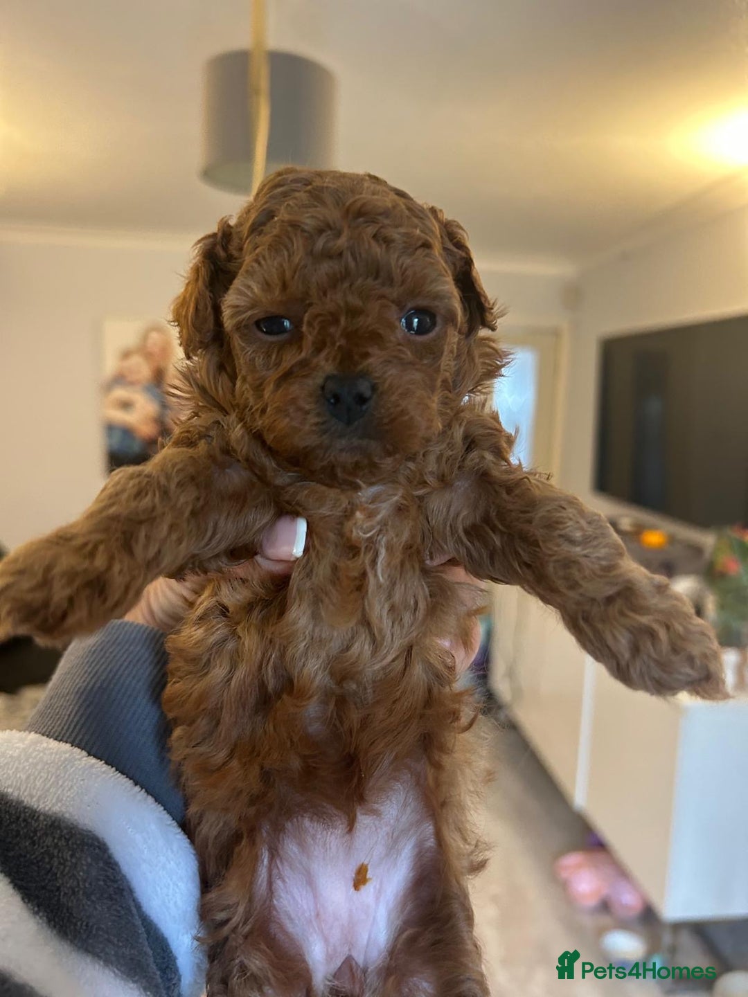 Toy Poodle dogs for sale: Tiny Asian Toy Poodle girl  - Image 3