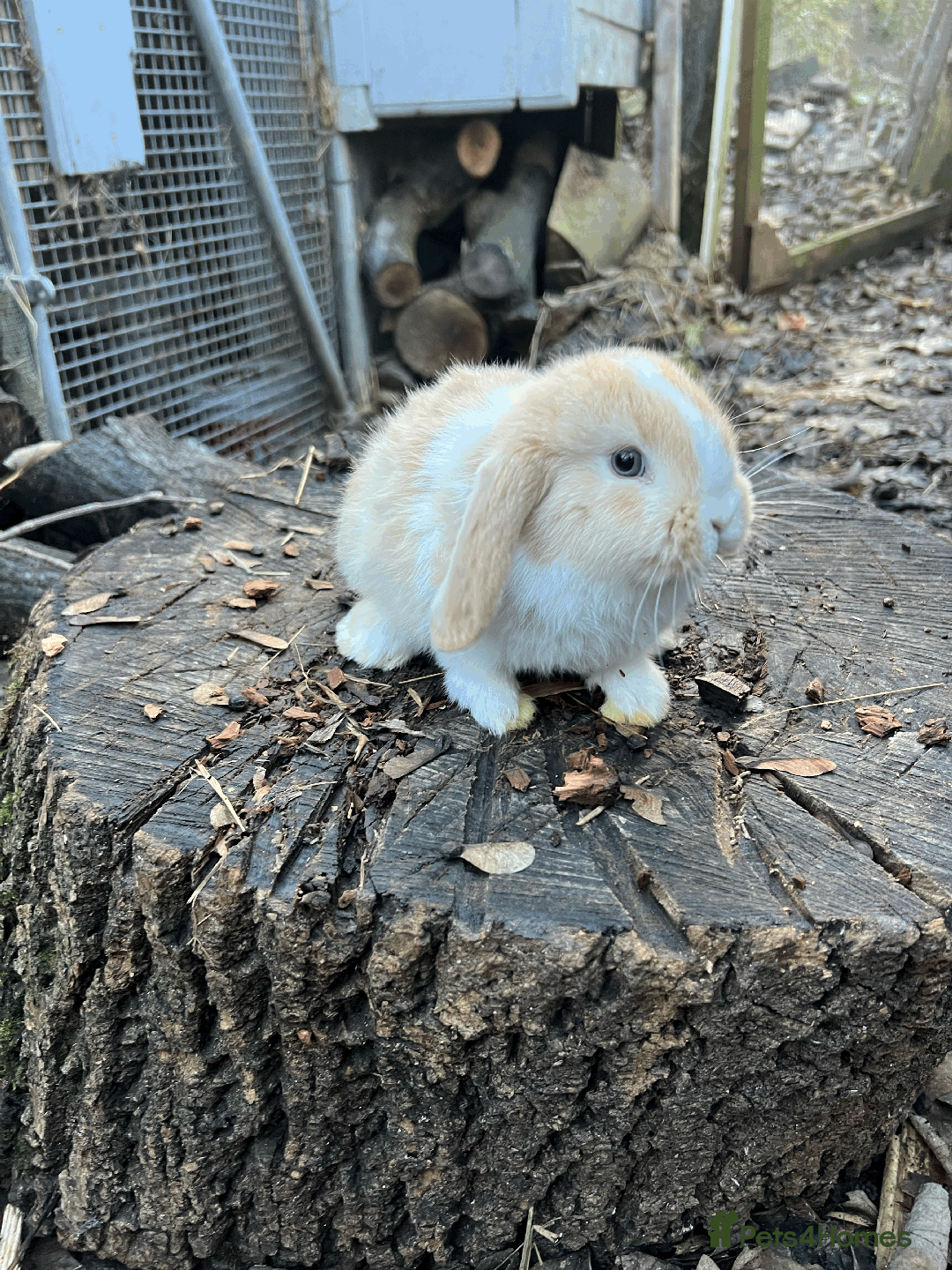 Mini Lop rabbits for sale: 100% Pure Family Bred Friendly Mini Lop Bunnies - Advert 8