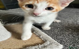 Mixed Breed cats for sale: Kittens for sale - Image 2