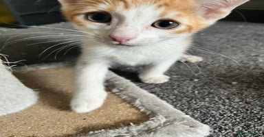 Mixed Breed cats - Advert 3