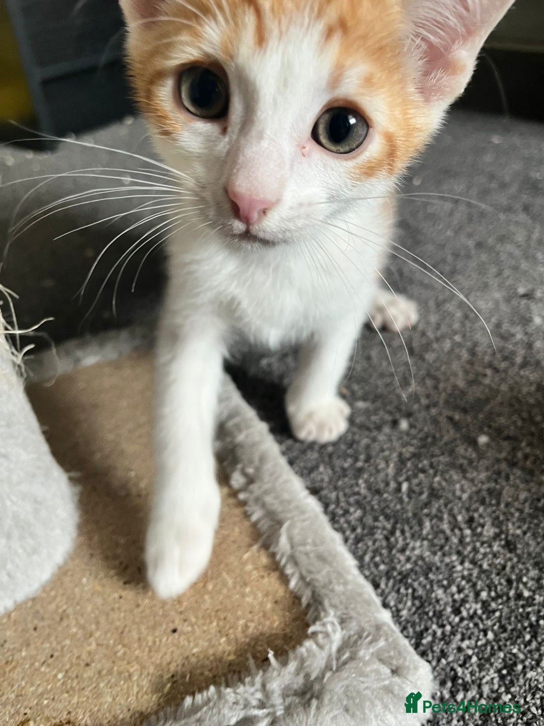 Mixed Breed cats for sale: Kittens for sale - Image 2