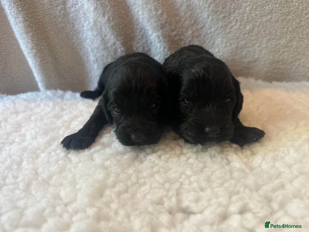 Cockapoo dogs for sale: F1 Cockapoo puppies  - Image 5