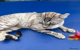 Keetso cats for sale: Superb polydactyl curled eared Keetso girl  - Image 4