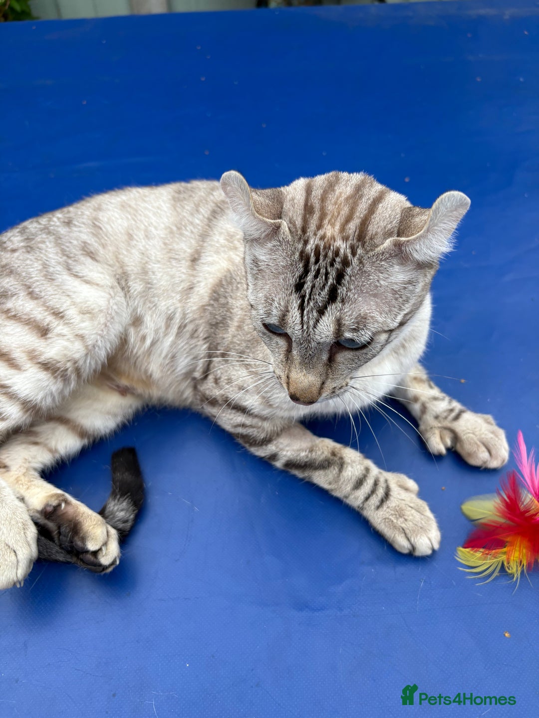 Keetso cats for sale: Superb polydactyl curled eared Keetso girl  - Image 4