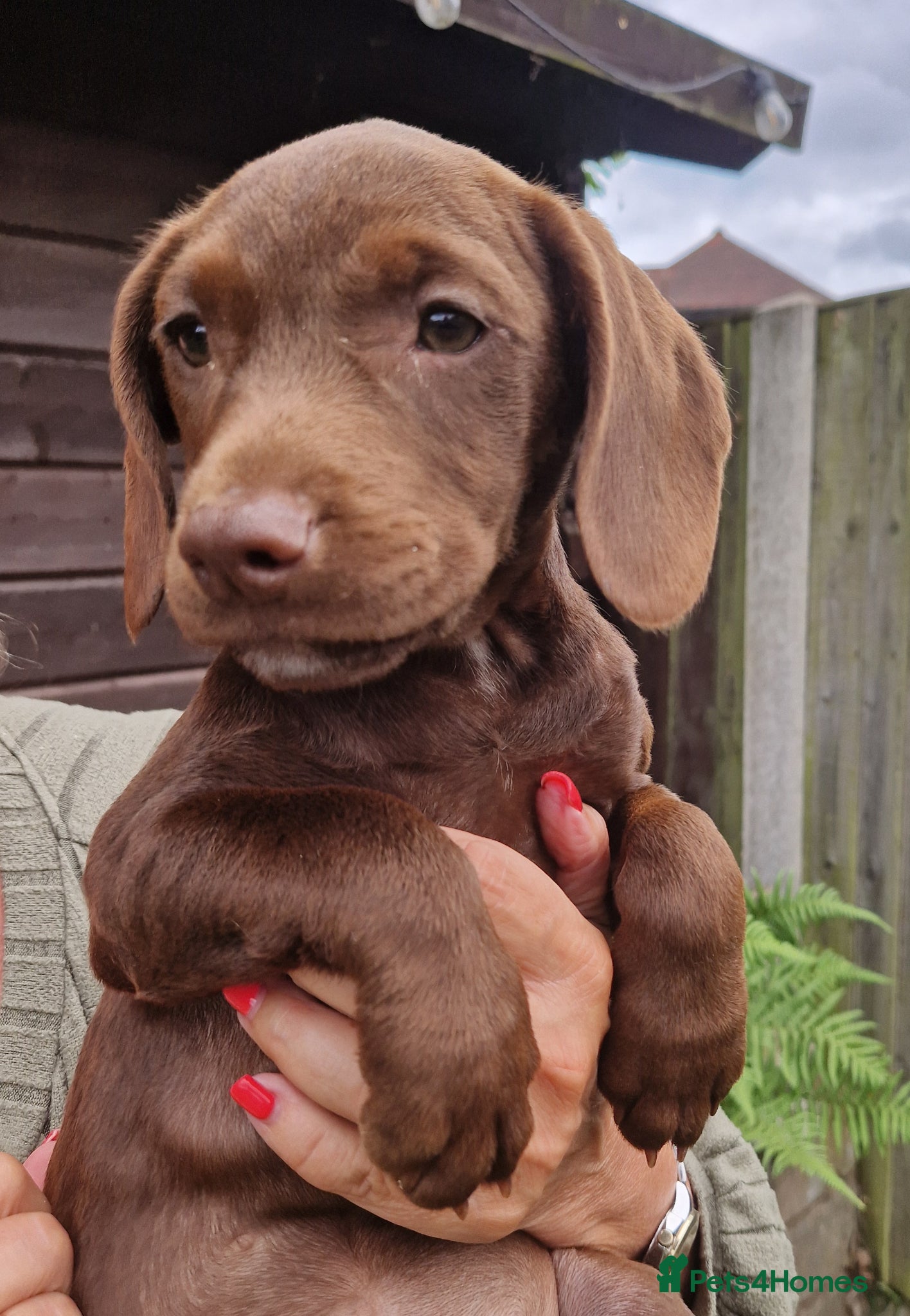 Sprocker dogs READY NOW 2 girls available  - Advert 1
