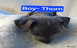 Mixed Breed dogs for sale: Italian Greyhound x Whippet puppies - Image 15