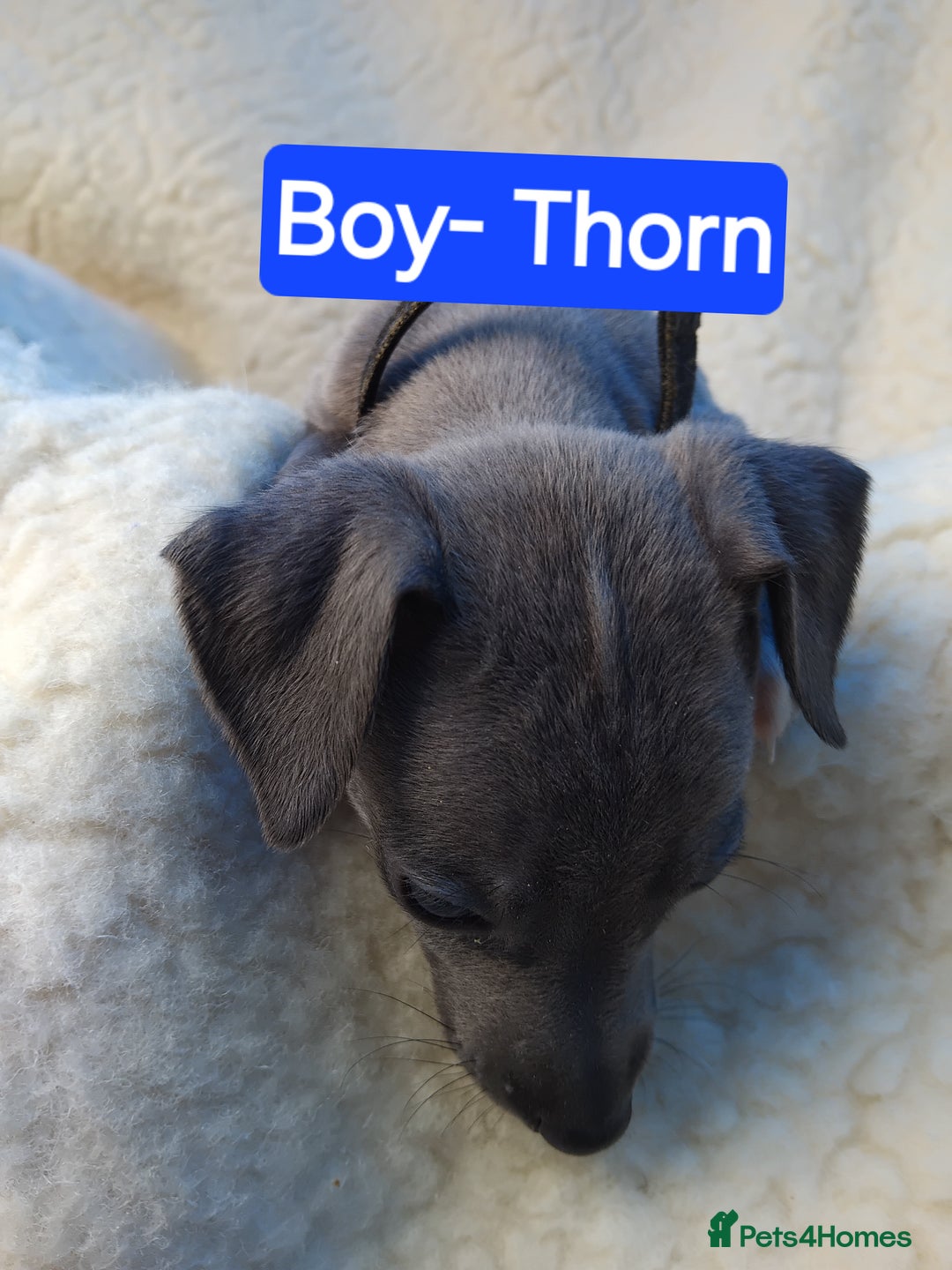 Mixed Breed dogs for sale: Italian Greyhound x Whippet puppies - Image 15