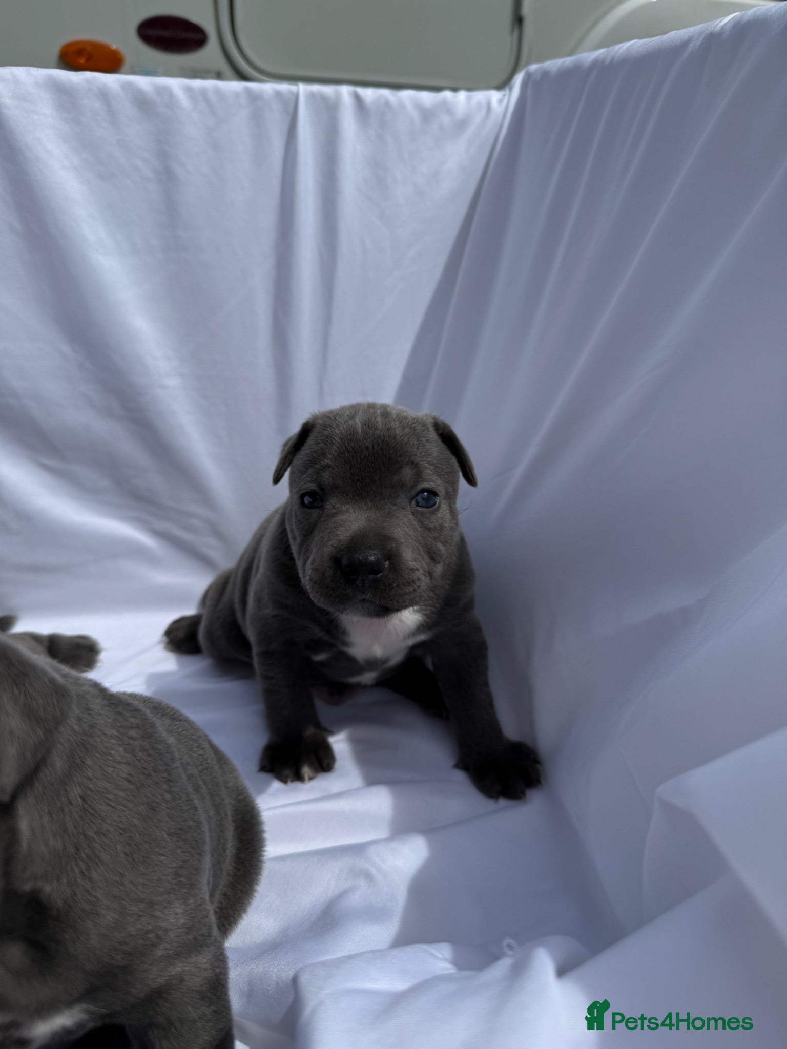 Staffordshire Bull Terrier dogs KC-Quality Blue Staffordshire Bull Terrier Puppies - Advert 1