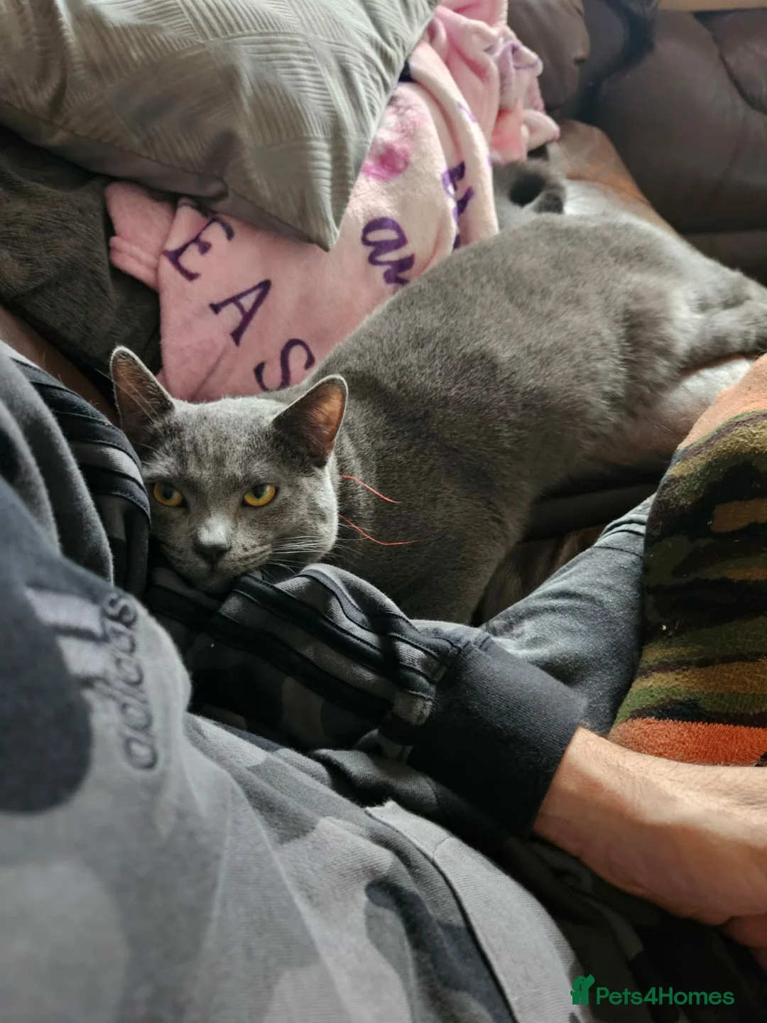 British Shorthair cats for sale: British blue not registered - Advert 5