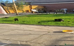 Mixed Breed dogs for sale: Gorgeous Black Poogledoodles Kid-Friendly Beauties - Image 10
