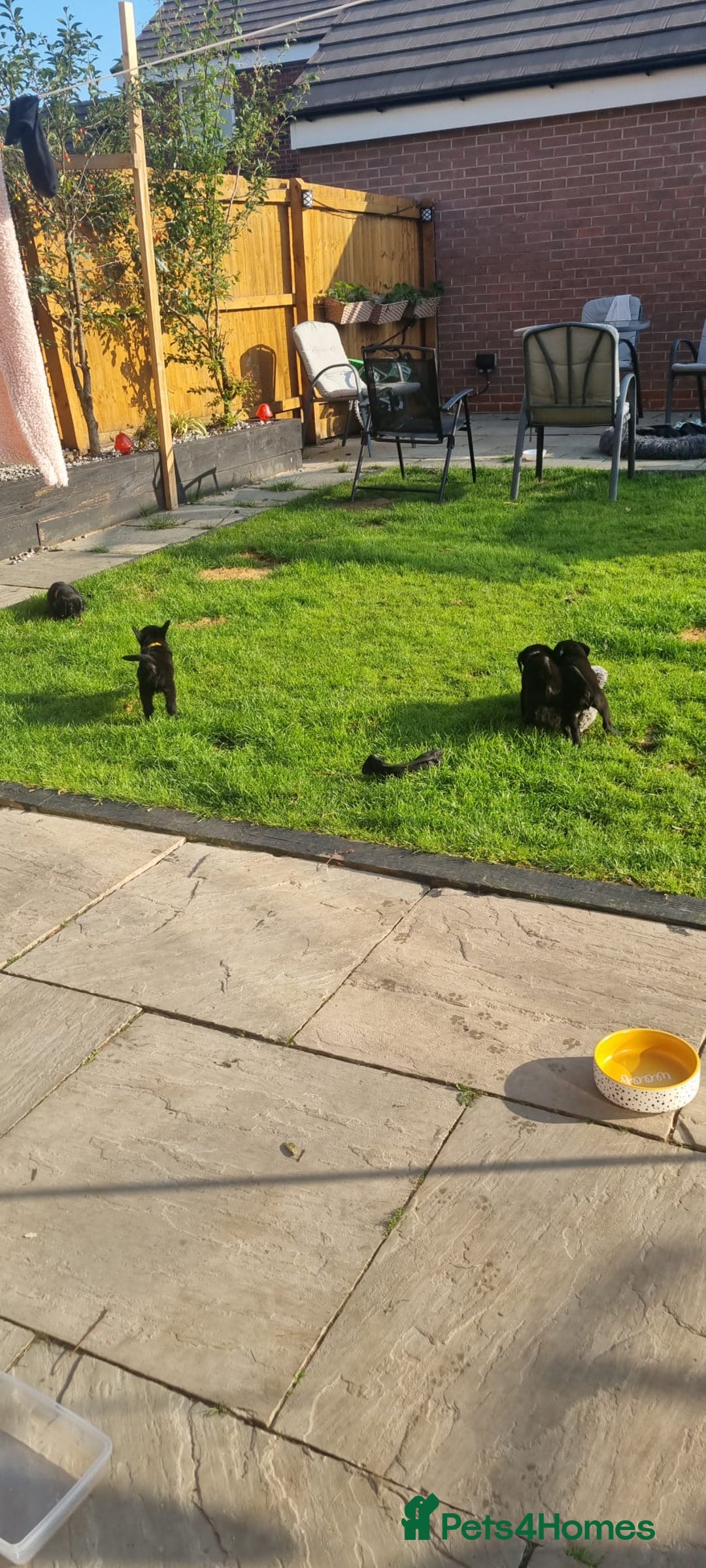 Mixed Breed dogs for sale: Gorgeous Black Poogledoodles Kid-Friendly Beauties - Image 10