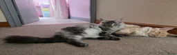 Maine Coon cats for sale: Last Stunning GCCF reg. Maine Coon Boy! - Advert 2