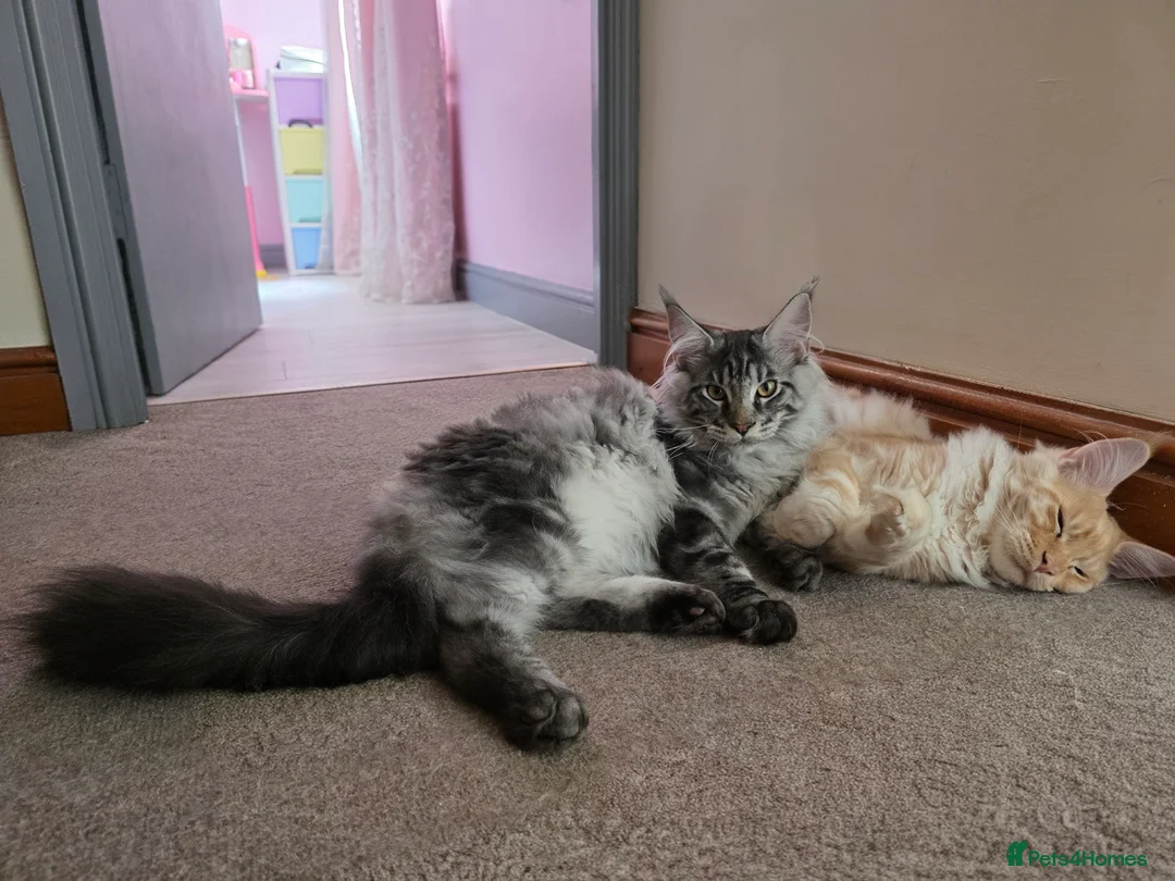Maine Coon cats for sale: Last Stunning GCCF reg. Maine Coon Boy! - Advert 2