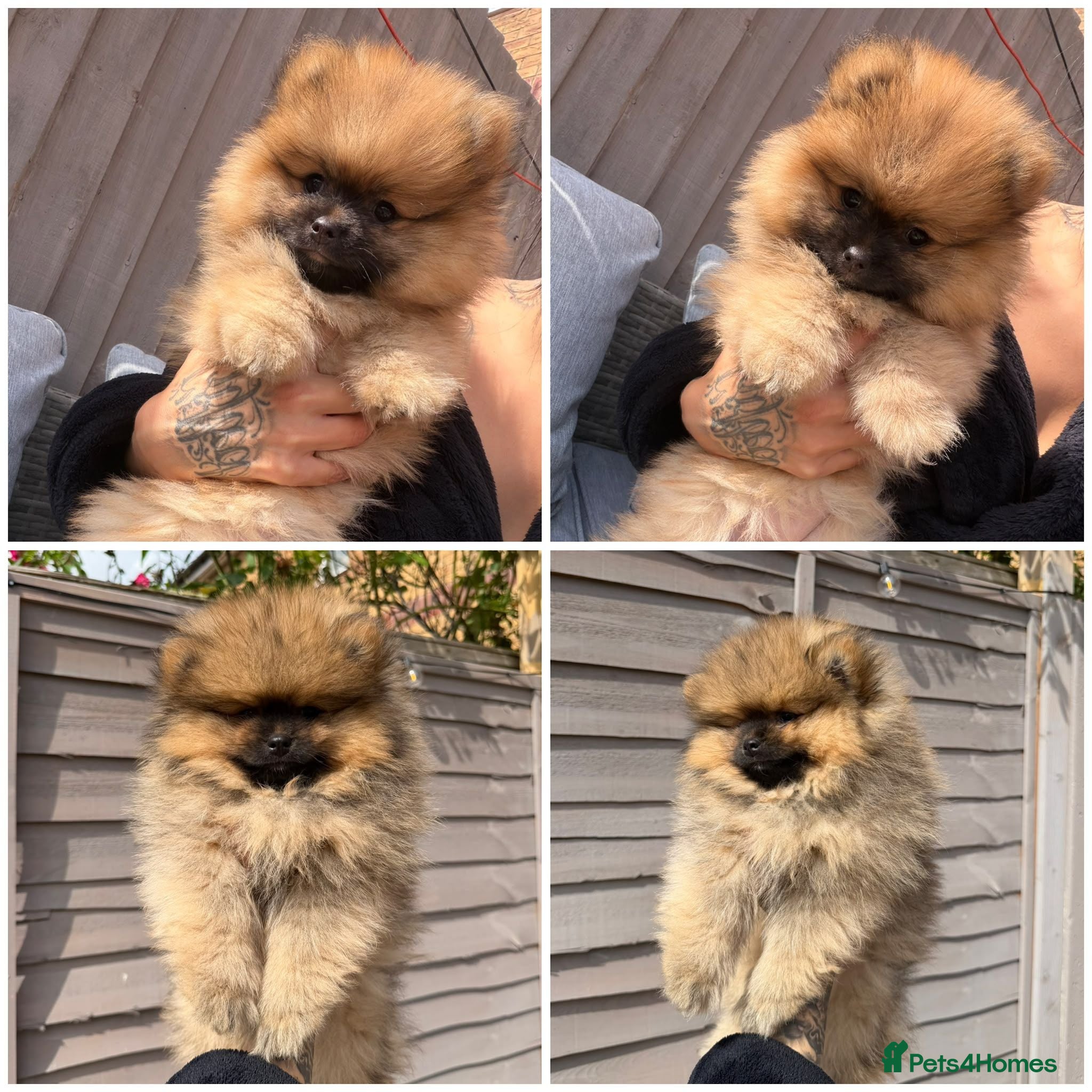 Pomeranian dogs REDUCED READY TO LEAVE - Advert 12