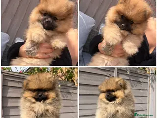 Pomeranian dogs REDUCED READY TO LEAVE - Advert 12