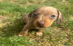 Miniature Dachshund dogs for sale: Ready soon! KC Miniature Dachshund Puppies  - Image 3