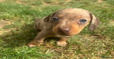 Miniature Dachshund dogs - Advert 16