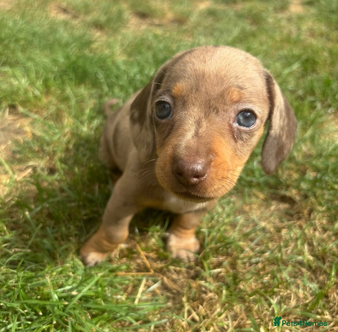 Miniature Dachshund dogs for sale: Ready soon! KC Miniature Dachshund Puppies  - Image 3