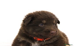 German Shepherd dogs for sale: GORGEAOUS K/C Registered German Shepherd puppies - Image 24