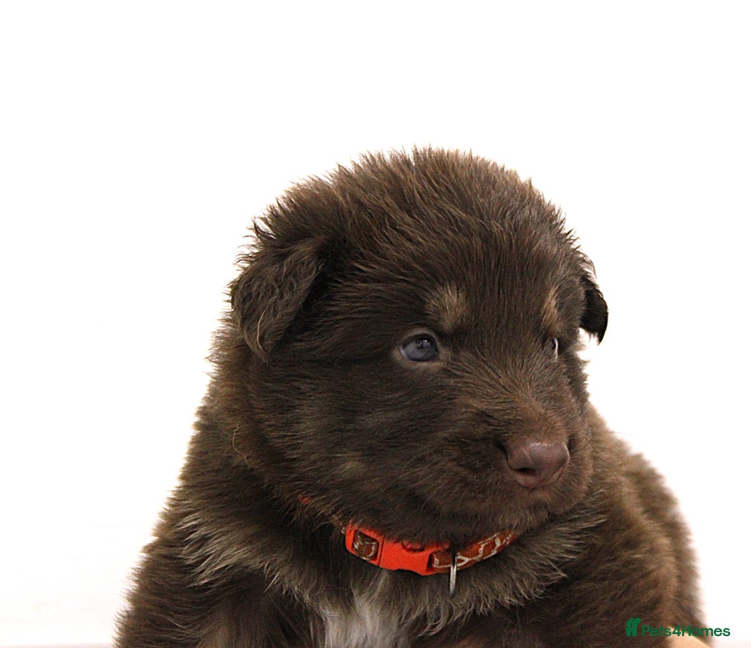German Shepherd dogs for sale: GORGEAOUS K/C Registered German Shepherd puppies - Image 24
