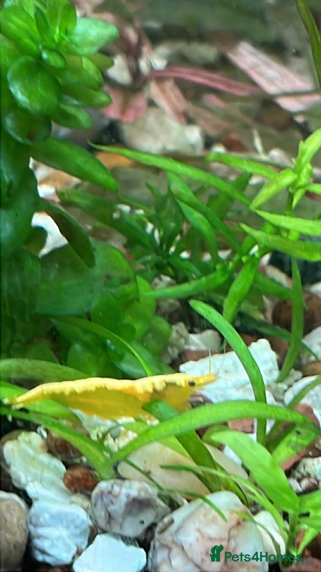 Shrimps fish for sale: freshwater shrimp in assorted colors  - Advert 3